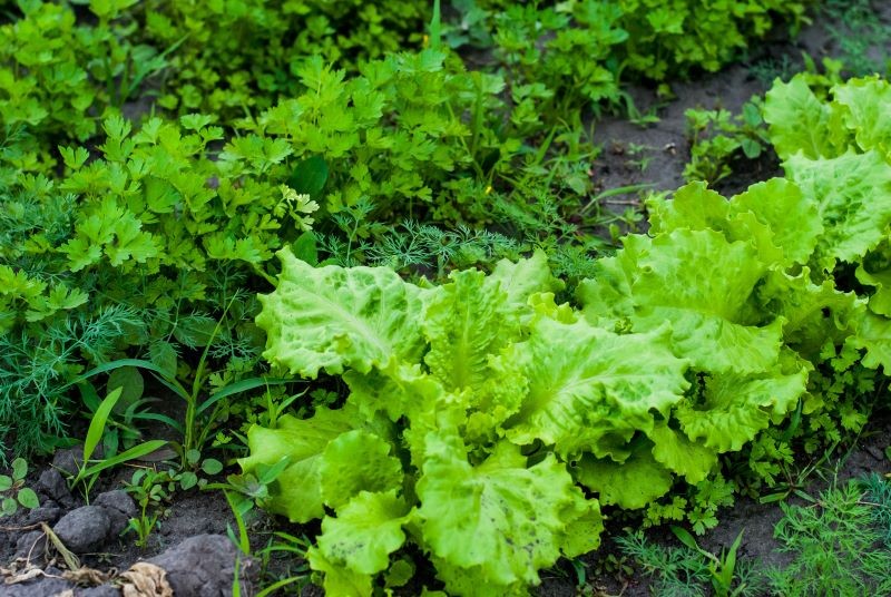 Nawozy zielone trzeba przekopać na co najmniej 2 tygodnie przed uprawą warzyw.