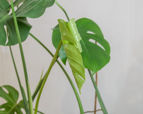 Przesadzanie roślin doniczkowych. Trzymaj się zasad, a będziesz mieć piękne kwiaty