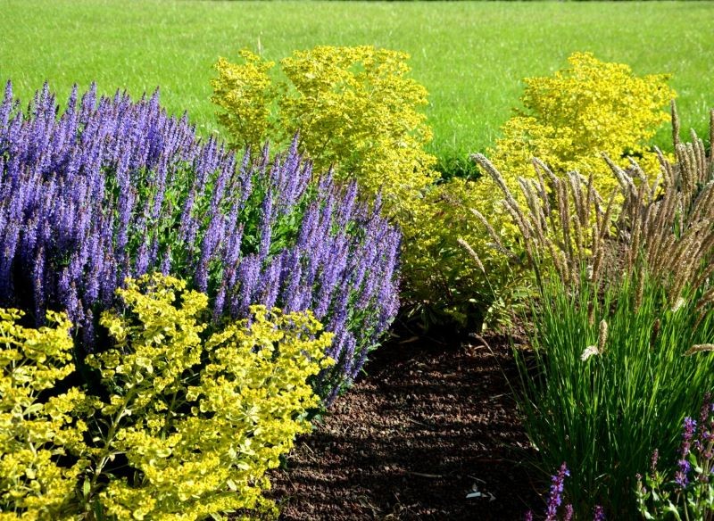 Wilczomlecze pięknie prezentują się w aranżacjach z lawendą.