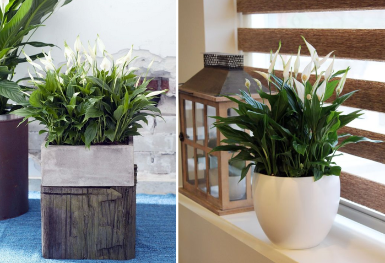 Kwitnące skrzydłokwiaty.