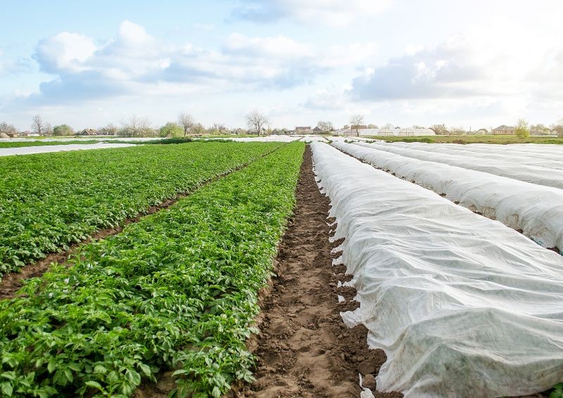 agrowłóknina wiosenna 