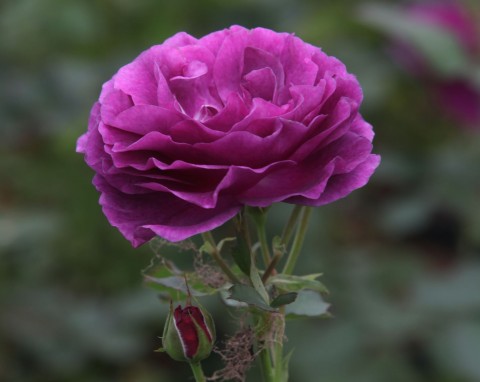 Róża 'Minerva' (Rosa 'Minerva')