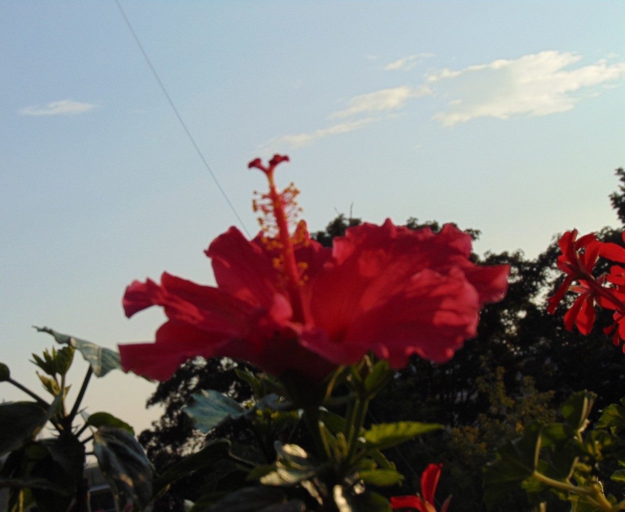 Rośliny, Pełnia lata ............... - ................i hibiskus................