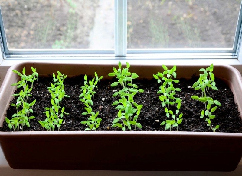 naturalna odżywka na grube łodygi pomidora
