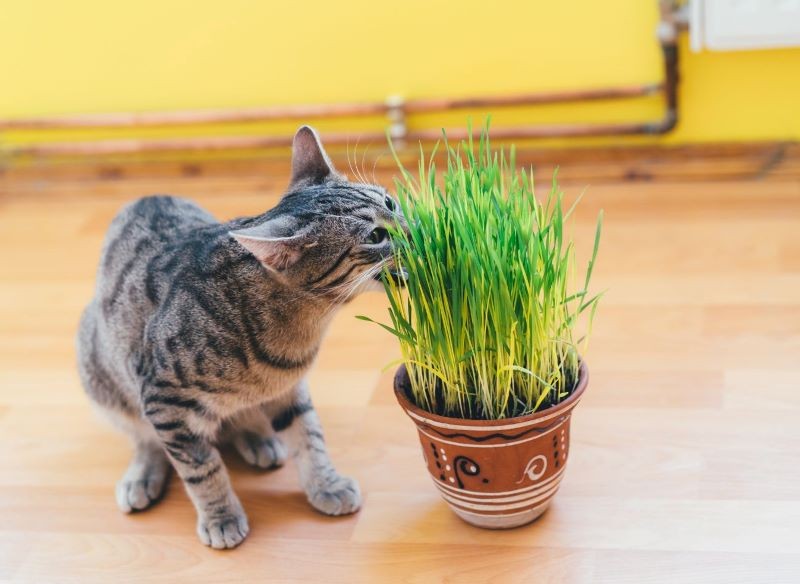 Podgryzanie trawy pomoże kotu uporać się z niestrawnością.