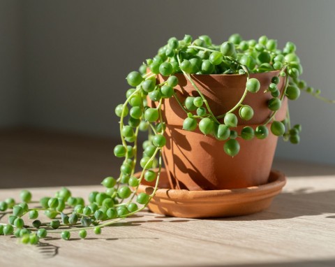 Starzec Rowleya (Senecio rowleyanus)