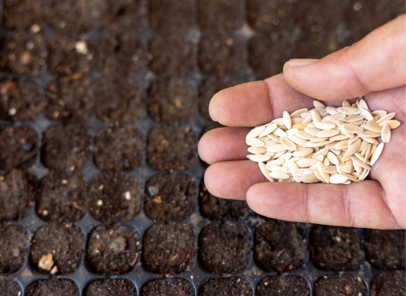 wysiew ogórków we wrzącej wodzie