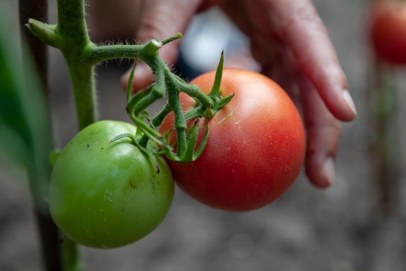 Chcesz mieć pomidory bez chemii? Podawaj im tylko naturalne nawozy już od momentu pielęgnacji rozsady.