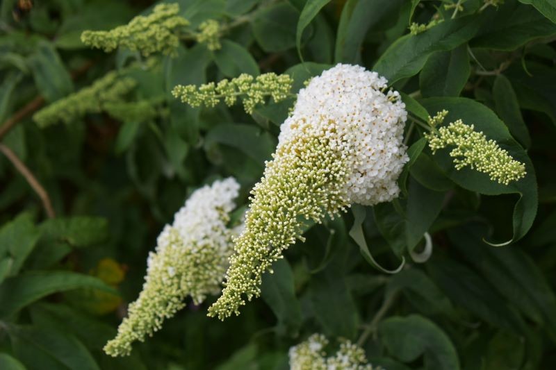 Gdy kwiatostany budlei Dawida zaczną usychać, trzeba je ściąć nad parą liści.
