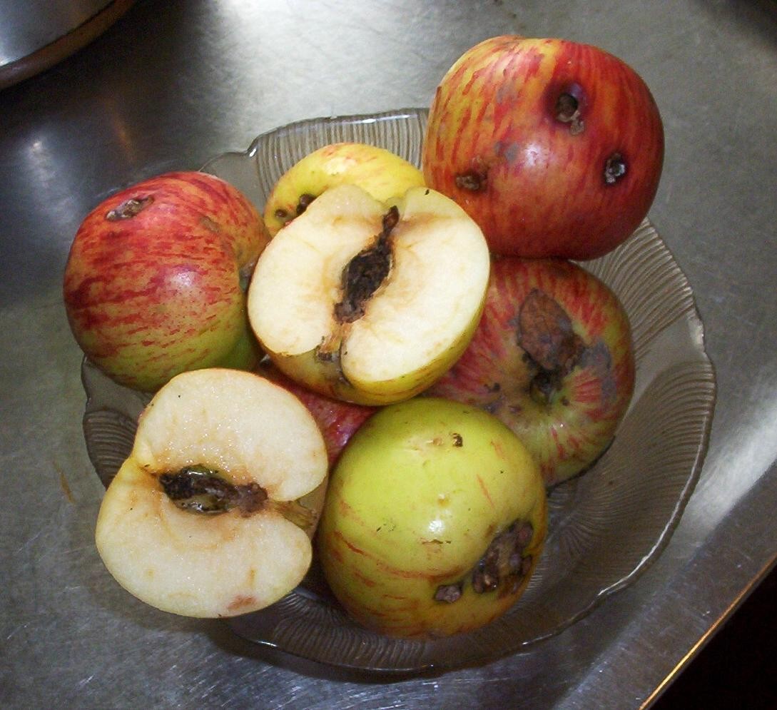 Jabłka zniszczone przez szkodniki