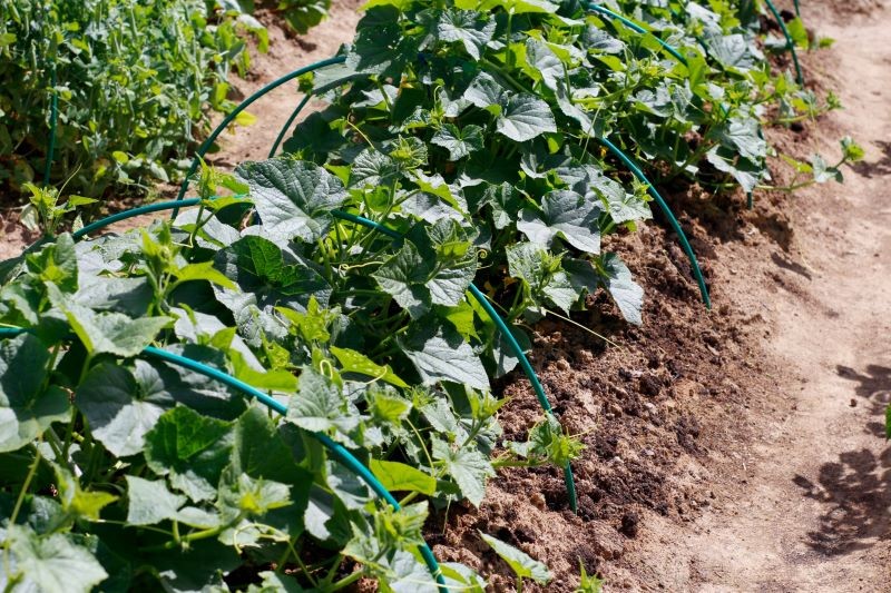 Latem rośnie zapotrzebowanie ogórków na wodę i składniki odżywcze.