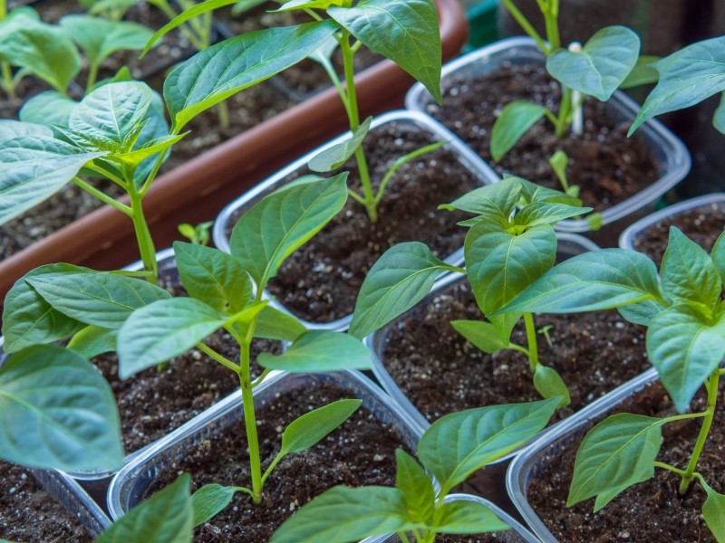 najlepsze odmiany papryki do uprawy