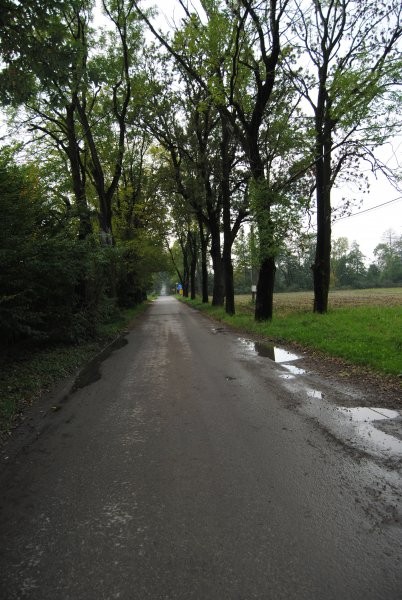 Pozostałe, Pałacy Czaniecki - aleja prowadząca do pałacyku 