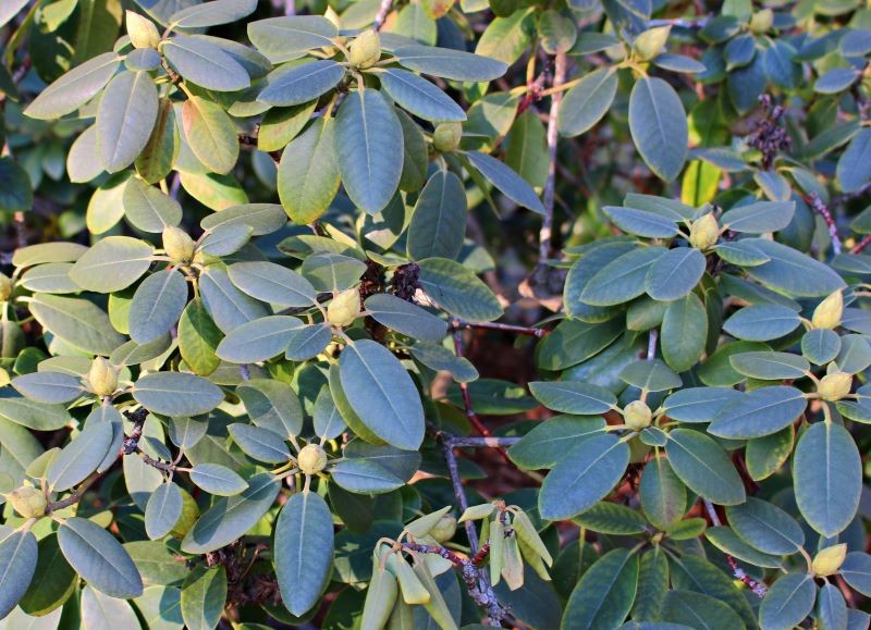 Domowa odżywka przygotuje rododendrony do kwitnienia.