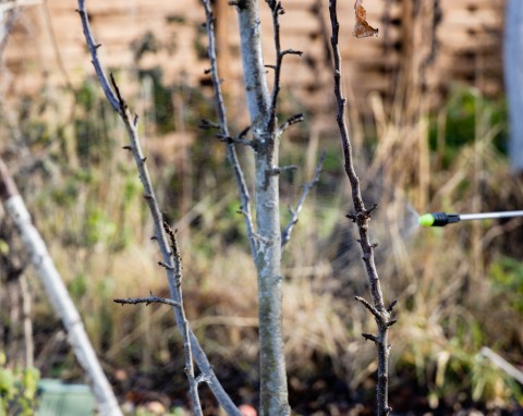 Ogrodnicy źle wykonują ten oprysk. A to najlepsza ochrona owoców przed chorobami