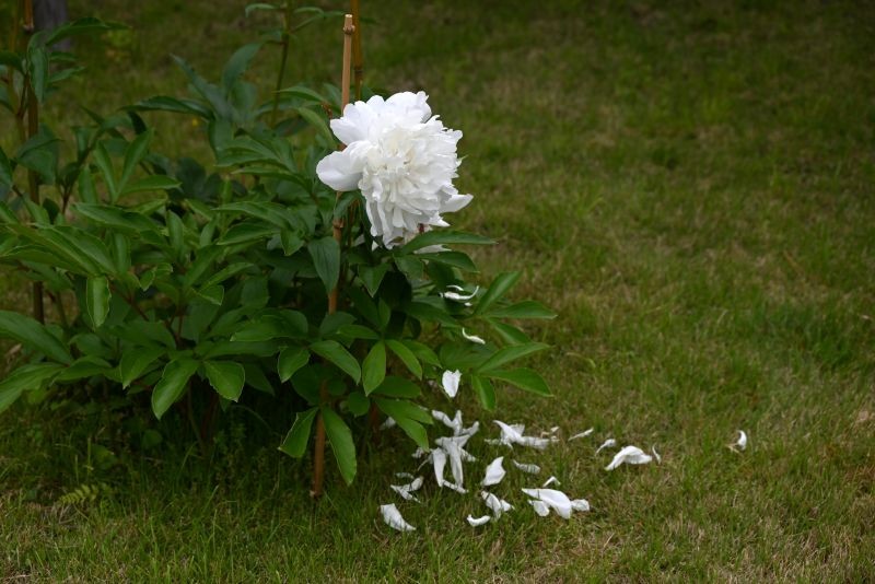 Kiedy piwonia przekwitnie, nie przestawajmy jej podlewać.