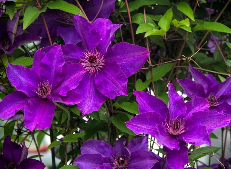 powojniki wielkokwiatowe