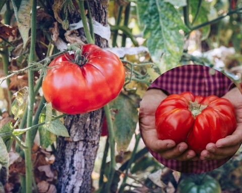 Pomidory malinowe. Sadzenie, pielęgnacja i najlepsze odmiany
