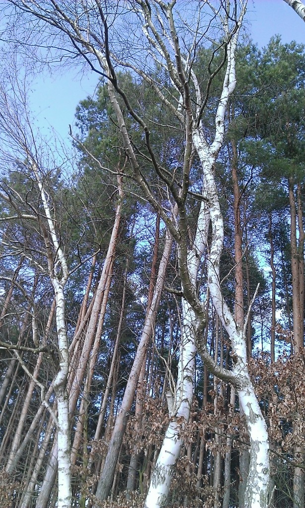 Pozostałe, moje poszukiwania... - są ludzie, którzy przytulają się do drzew, ja do nich należę...