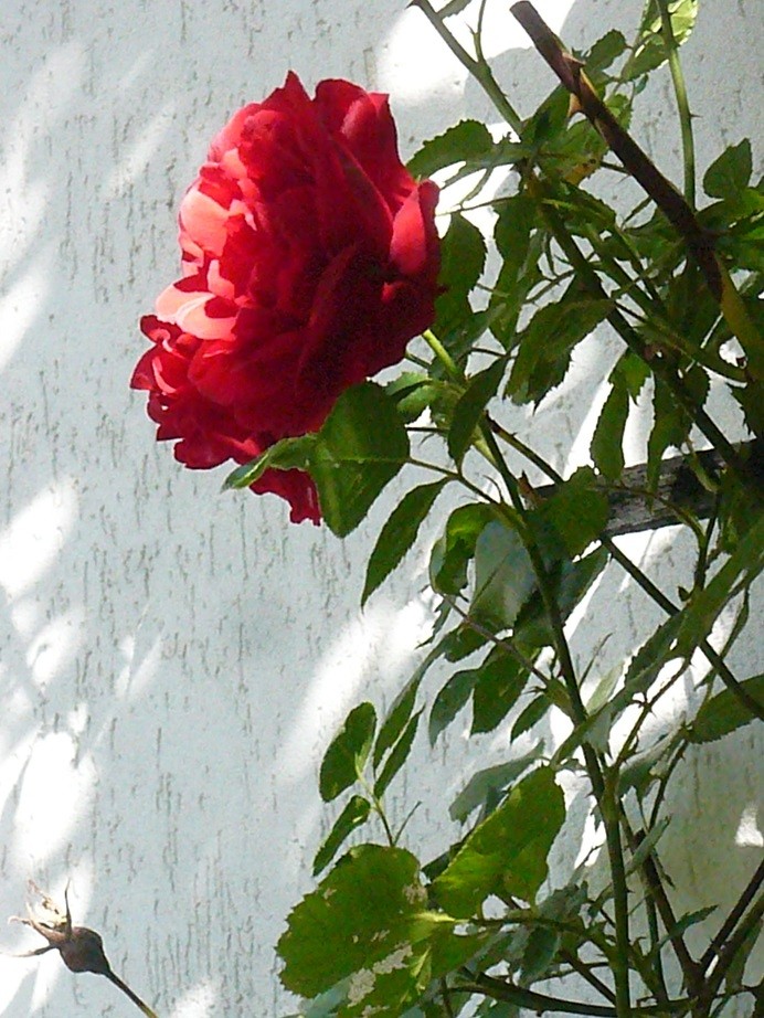 Pozostałe, Czerwcowe kwiaty ...........jaśmin........... - ............i róża...............