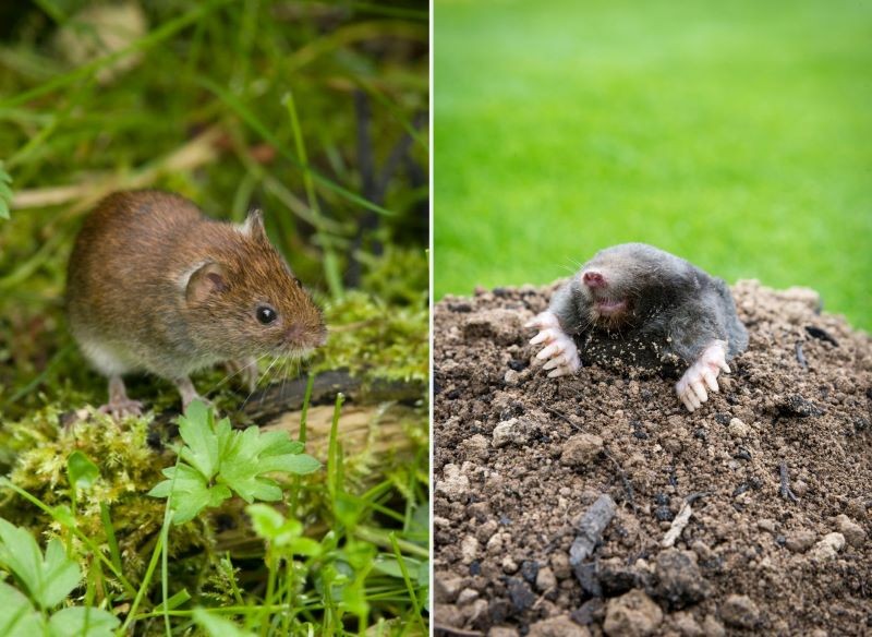 Jak wypłoszyć krety i nornice ze swojego ogrodu?