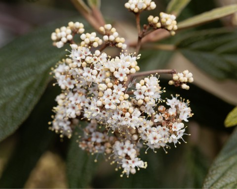 Kalina sztywnolistna (Viburnum rhytidophyllum)