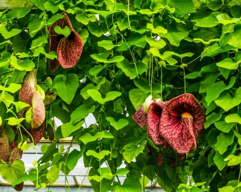 Kokornak wielkolistny (Aristolochia macrophylla)