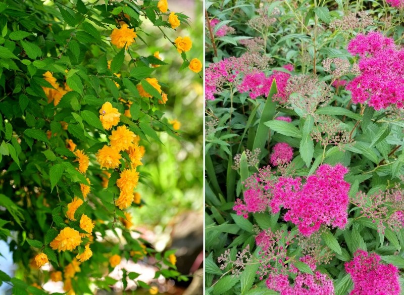 najdłużej kwitnące krzewy