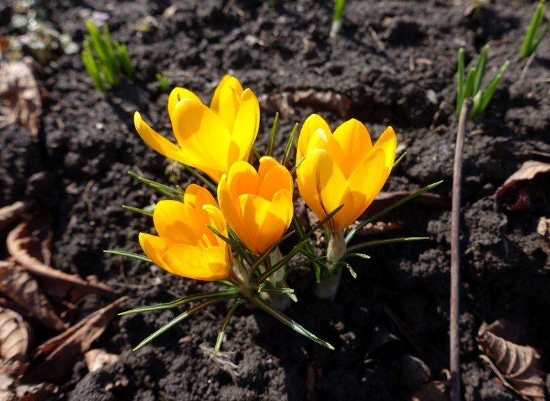 krokus złocisty uprawa