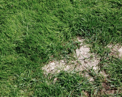 Jak poradzić sobie z grzybem na trawniku? Nie potrzebujesz chemii, by mieć zdrowy, zielony dywan