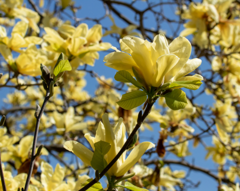 Magnolia żółta – arystokratka wśród wiosennych drzew.  Dowiedz się, jak ją uprawiać