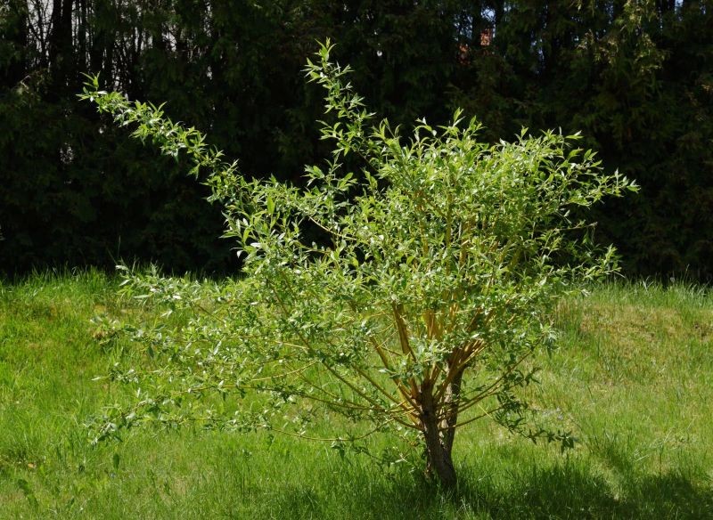 Miniaturowe wierzby sprawdzą się r&oacute;wnież w małych ogrodach.