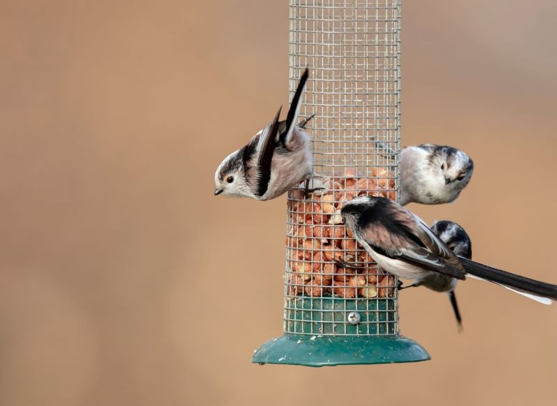 Czym dokarmiać raniuszki zimą?