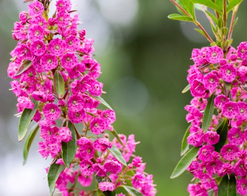 Kalmia wąskolistna (Kalmia angustifolia)