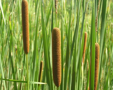 Pałka wąskolistna (Typha angustifolia)