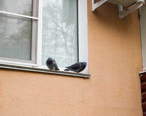 Wsyp do wody, spryskaj balkon i parapety. Gołębie wreszcie przestaną przylatywać