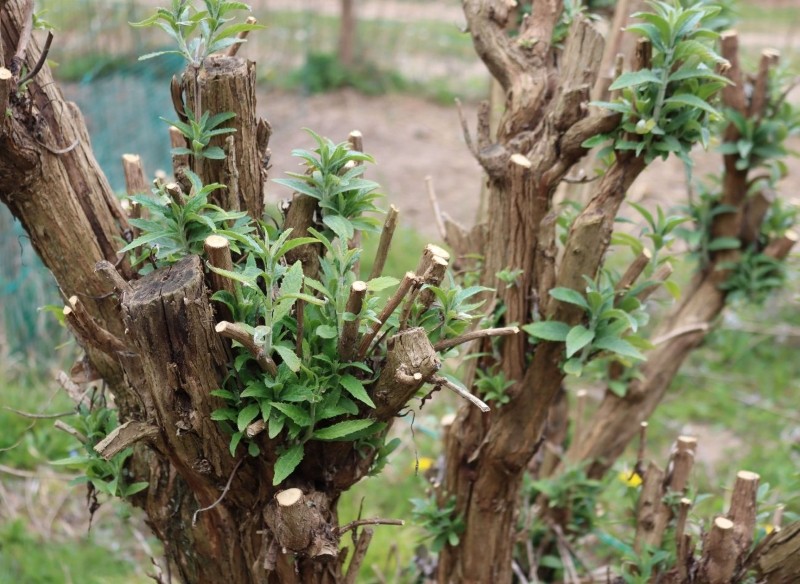 wiosenne ciecie budlei