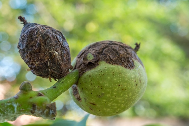 czerniejące orzechy na drzewie