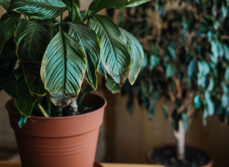 Jeśli roślina marnieje, warto ją przesadzić nawet zimą.