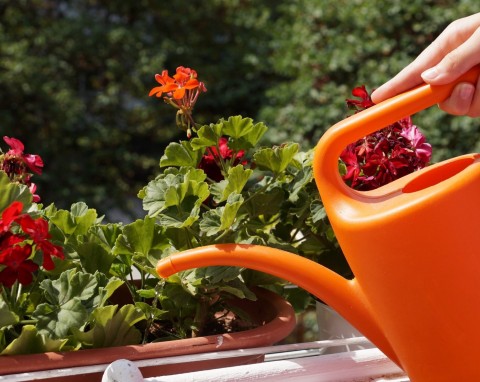 Jak pielęgnować rośliny balkonowe latem? Koniecznie pamiętaj o tych zabiegach