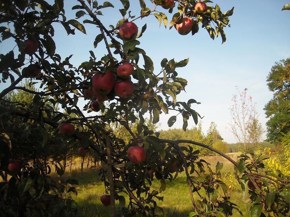 Rośliny, Esencja lata.................. - Lato trwa....................gorące ...............prawie tropikalne...............ale widać już pierwsze oznaki jesieni....................Dolina Mimozy znów rozkwitła .................w dzisiejszej galerii ................kwiaty lata ............i ulubione datury..................w końcu zakwitły ...............oraz letnie haftowanki .........zapraszam :)