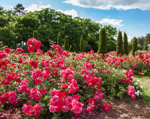 Jak uprawiać róże wielokwiatowe? Łatwo sprawisz, że będą całe skąpane w kwiatach