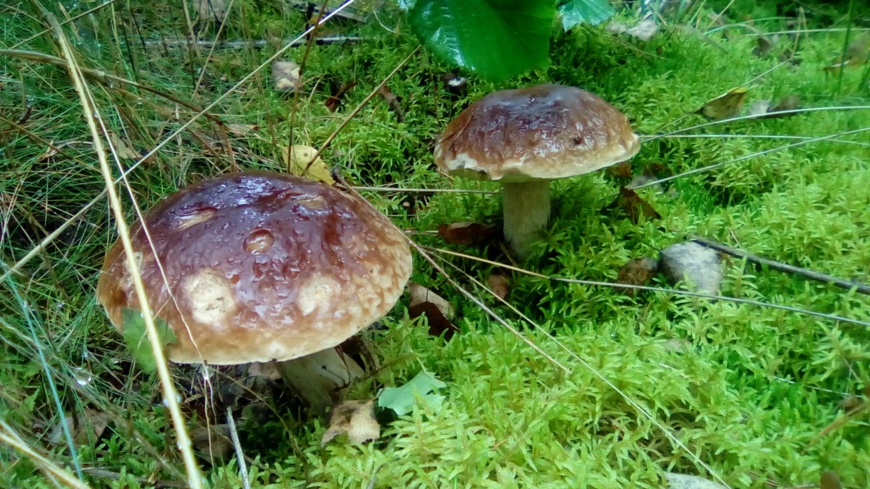 Leśne klimaty, Natura