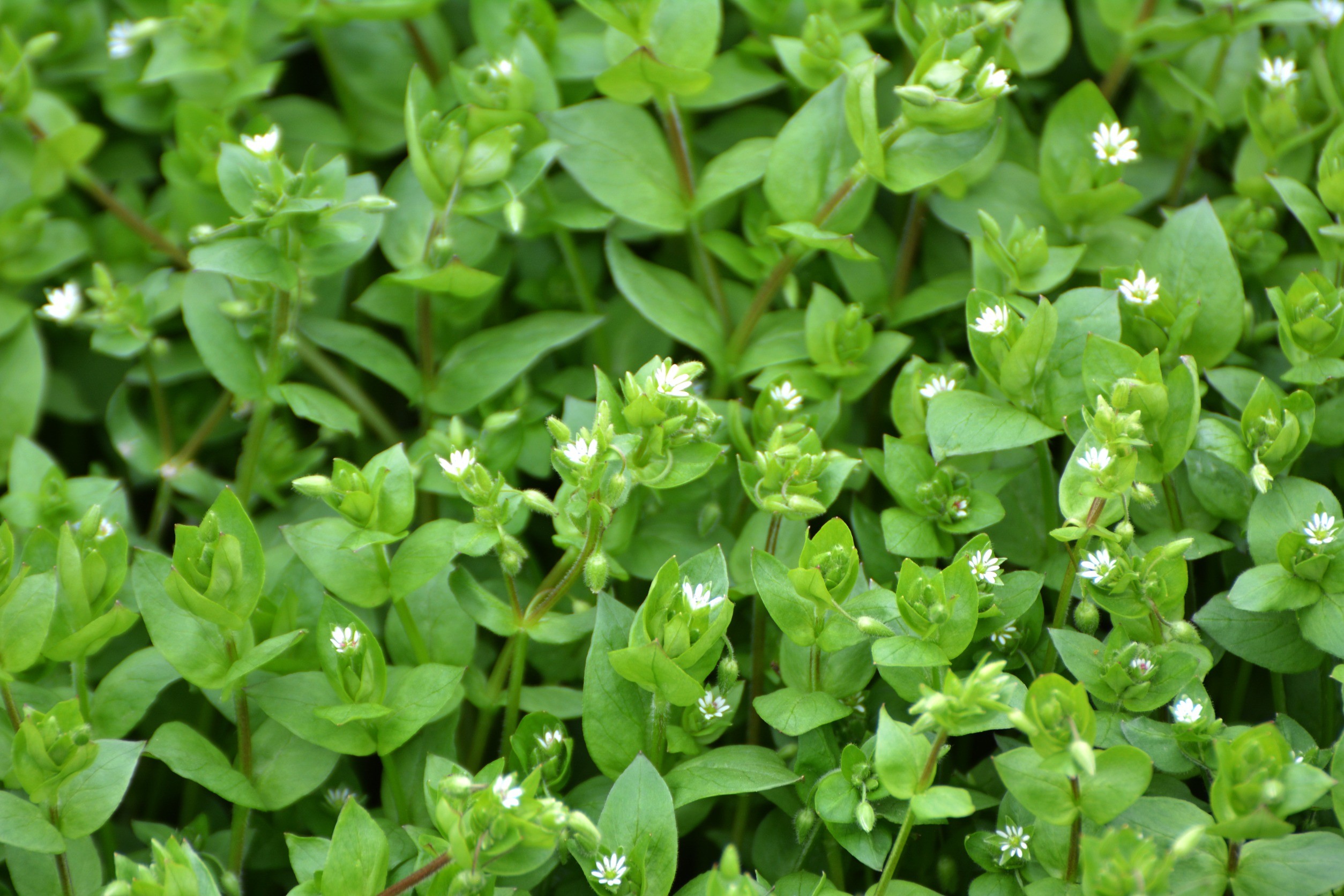 Gwiazdnica pospolita