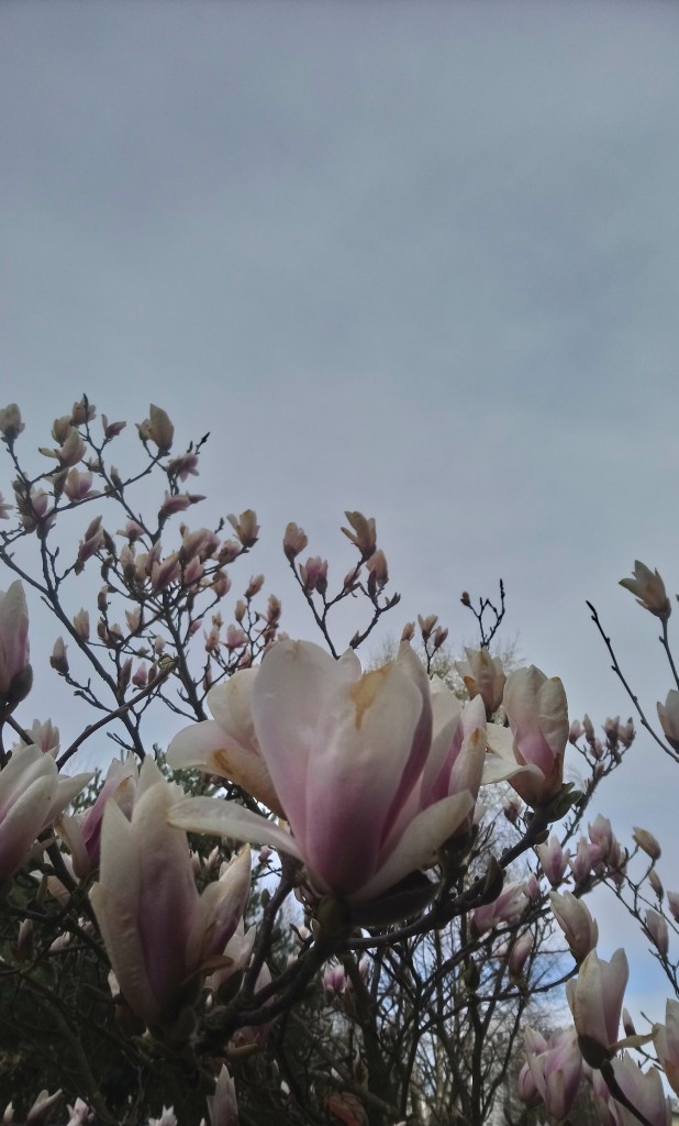 Rośliny, Biało - różowa .........magnoliowa................ - .............i jeszcze jedna delikatna biało różowa..........