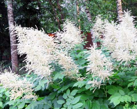 Parzydło leśne (Aruncus dioicus)