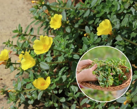 Portulaka pospolita – roślina o przebogatych właściwościach. Dlaczego warto uprawiać portulakę w ogrodzie?