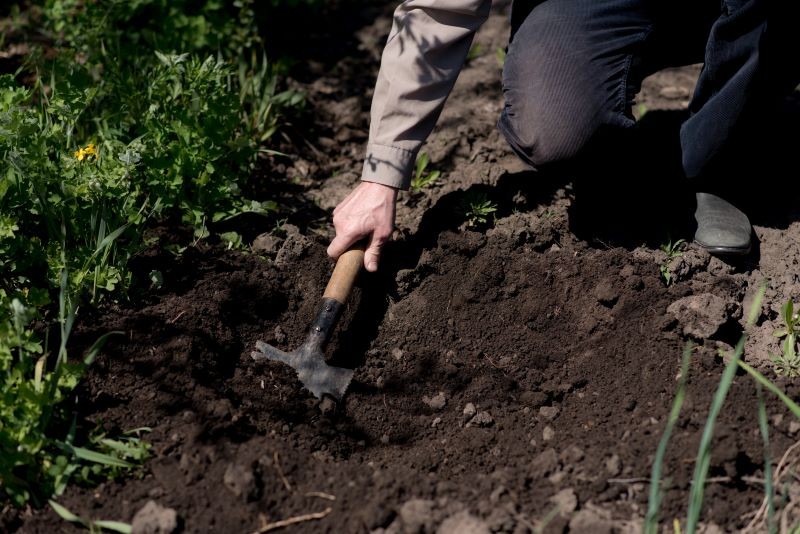 Kwasy humusowe dobrze działają na glebę i rośliny.