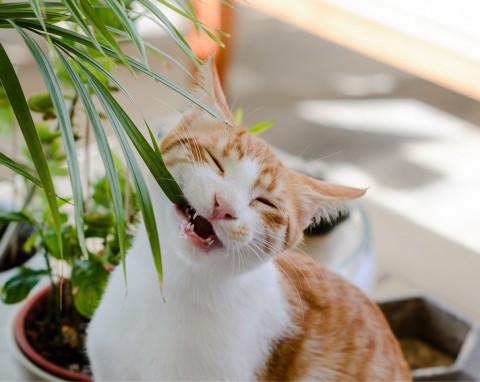 Jak zabezpieczyć rośliny przed kotem? Prosty patent sprawi, że kot będzie omijał doniczki z daleka