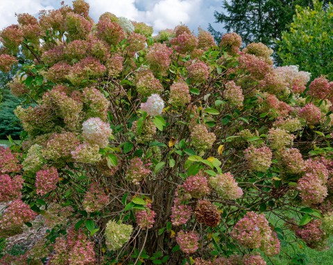 Okrywanie hortensji na zimę. To najlepszy sposób na zabezpieczenie krzewu, latem będzie pełna kwiatów
